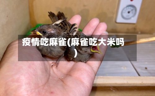 疫情吃麻雀(麻雀吃大米吗)-第3张图片